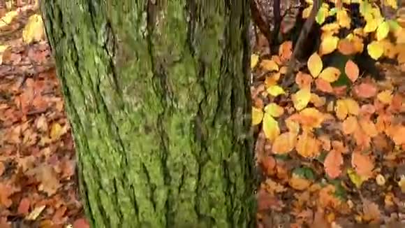 森林里的秋天视频的预览图