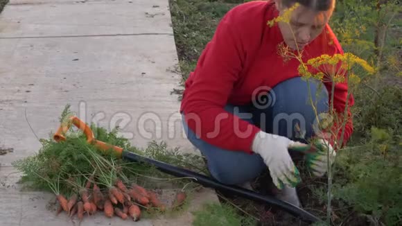 年轻的女农民穿着红色毛衣和蓝色牛仔裤在花园的床上挖胡萝卜和甜菜把手举起来视频的预览图