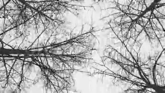 干燥裸露的秋树视频的预览图