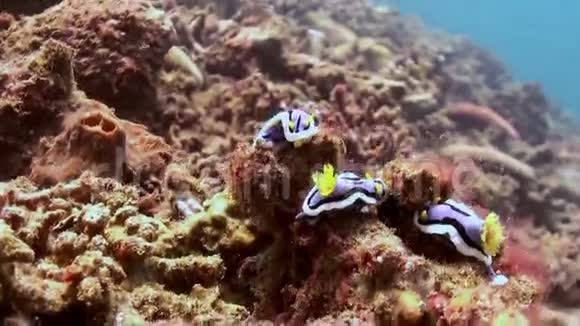 在珊瑚礁上寻找食物的黄色裸鳃视频的预览图