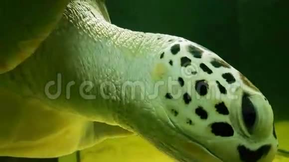 海龟海洋水族馆股票录像视频的预览图