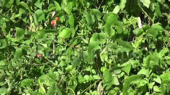 蓝天背景下花园中绿色盛开的豆科植物4K视频的预览图