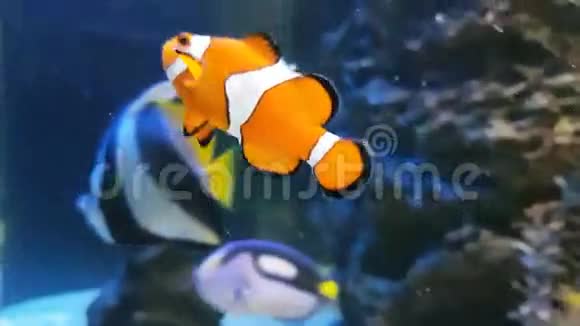 小丑鱼或海葵股票录像视频的预览图
