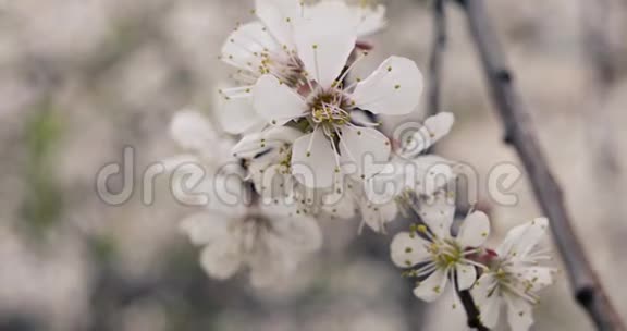 苹果花在春天的特写柔和的色彩复古的分级视频的预览图