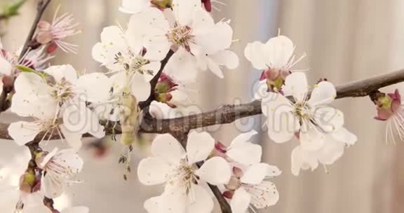 春季樱花特写柔和色彩复古分级视频的预览图