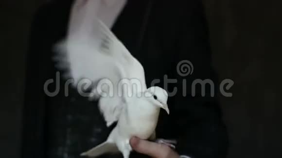 白鸽坐在一个人的手臂上挥舞着翅膀视频的预览图