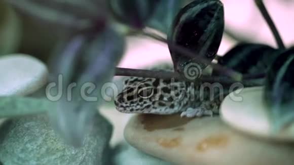 伊布勒蝴蝶豹坐在一块石头上特写在树叶的前景中视频的预览图