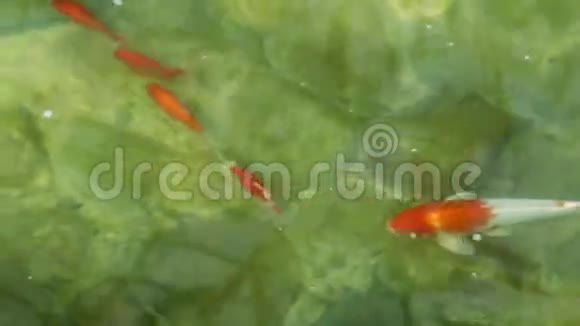 金鱼在池塘里游泳相机在鱼身上移动视频的预览图