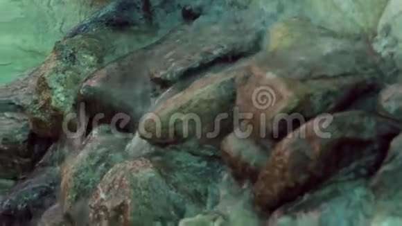 水从岩石上流过流向湖中游泳的金鱼视频的预览图