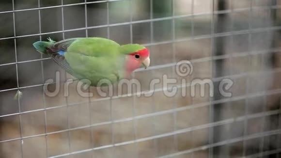 鹦鹉蔷薇科鹦鹉在笼子里爬行视频的预览图