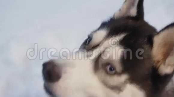 哈士奇狗在散步狗抬头舔食视频的预览图