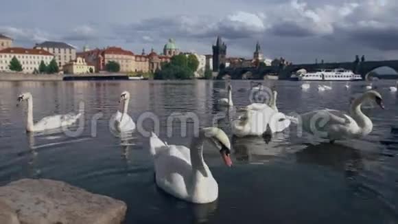捷克布拉格天鹅在弗尔塔瓦河里游泳视频的预览图