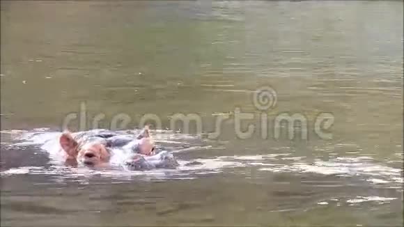 河马河马两栖动物在水里游泳视频的预览图
