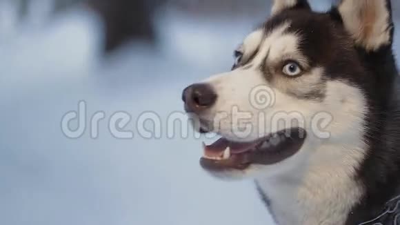 哈士奇狗在散步哈斯基抬起头然后向旁边看狗叫声和抖动视频的预览图