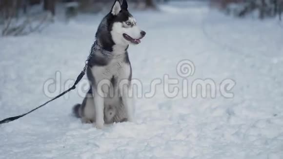 哈士奇狗在散步狗坐在雪地里环顾四周和主人视频的预览图