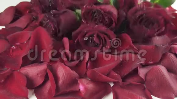 红色玫瑰花束水滴落在花瓣的背景上慢镜头录像视频的预览图