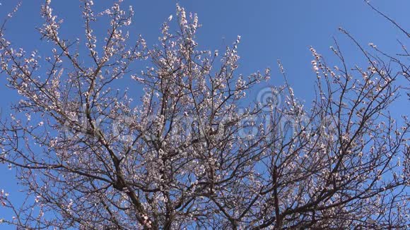 春天美丽绽放的杏树视频的预览图
