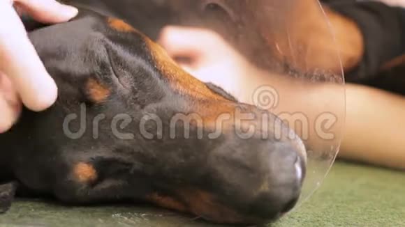 悲伤犬种杜宾医疗项圈特写2视频的预览图