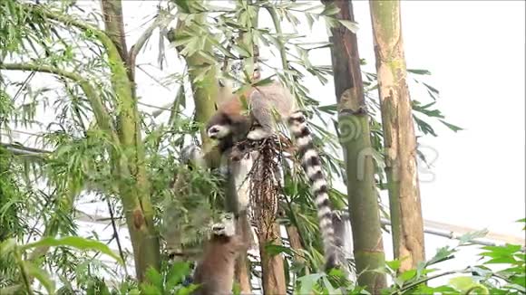 野生动物公园里的莱穆尔猴子视频的预览图