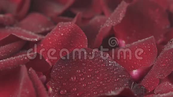 大雨倾泻在红玫瑰花瓣背景下慢动作股票录像视频的预览图