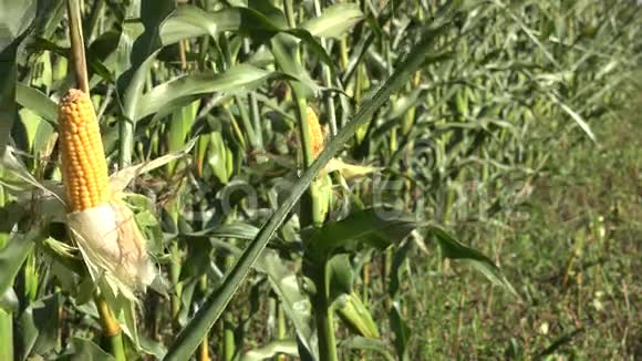 农业玉米田种植园秸秆上的剥皮玉米特写镜头4K视频的预览图