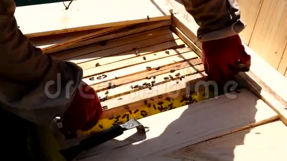 养蜂人从证据中得到蜂蜜框架视频的预览图