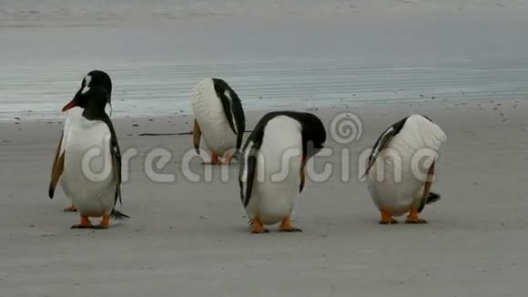 古图企鹅清理羽毛视频的预览图