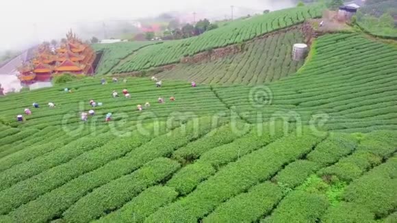 台湾阿里山山区人种植园聚集乌龙茶鸟瞰图视频的预览图