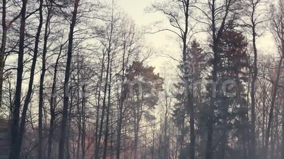 秋天的森林深色树干寒冷的天气冬季的全球森林视频的预览图