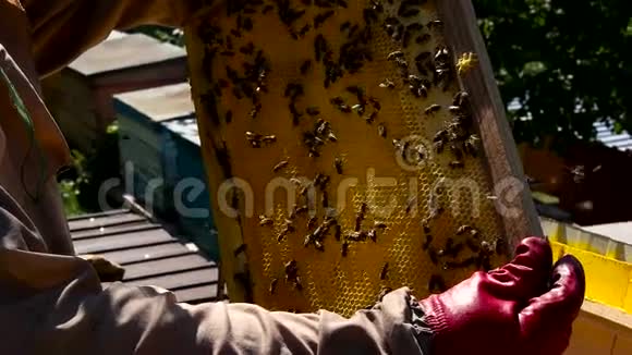 养蜂人从证据中得到蜂蜜框架视频的预览图