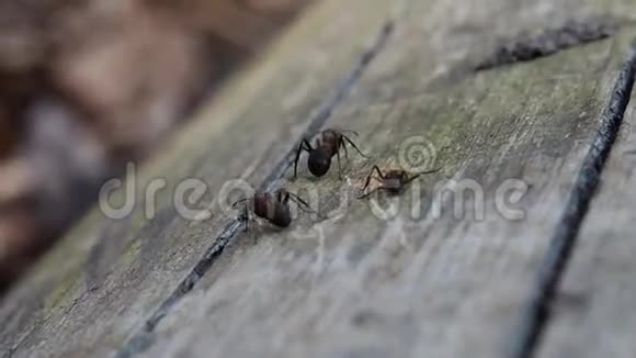 蚂蚁特写镜头树林里的蚂蚁发现一只死蚂蚁吃了它视频的预览图