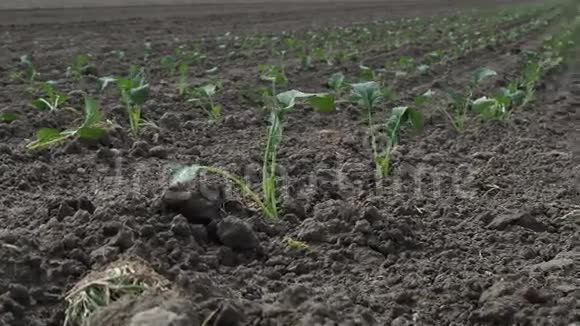 瑞士的一块大耕地新种植的田间幼芽茎摄像机的移动可以让你视频的预览图