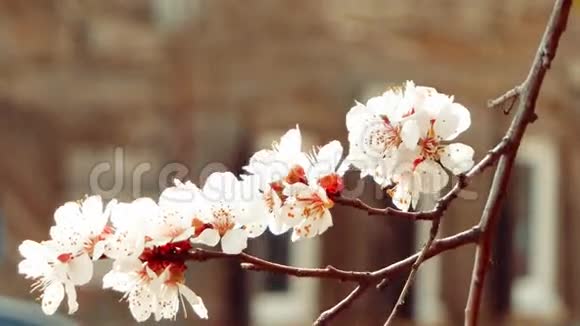 美丽柔嫩的苹果树花朵在阳光明媚的日子里绽放春天的自然春天的美丽视频的预览图