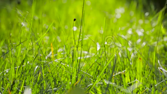模糊的草地背景与水滴视频的预览图