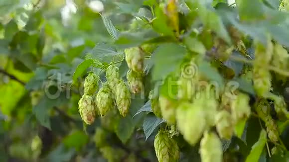 霍普斯植物生长在花园里在农场里啤酒和克瓦斯的主要成分视频的预览图