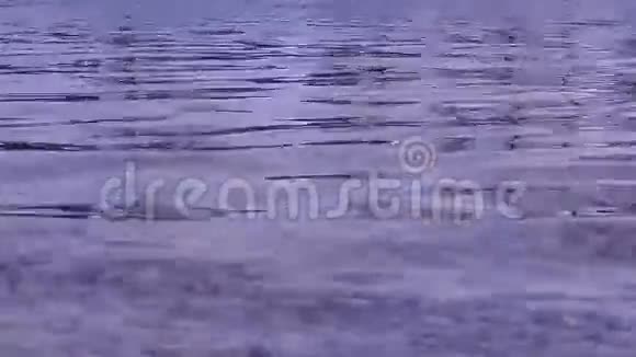 风中的小浪河水清澈见底从河底的石块中可以清楚地看到视频的预览图
