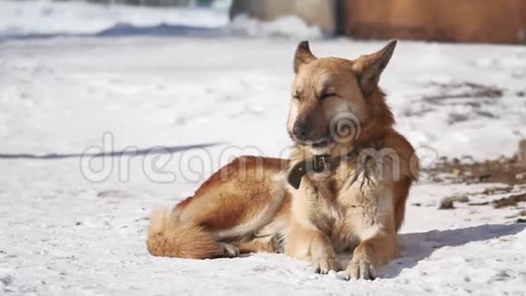 无家可归的狗在冬天坐在雪地上从一阵强风中眯起眼睛无家可归宠物的狗问题视频的预览图