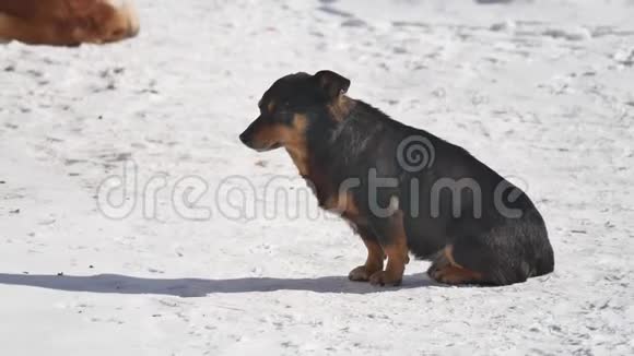 无家可归的狗在冬天坐在雪地上从一阵强风中眯起眼睛无家可归宠物狗的问题视频的预览图