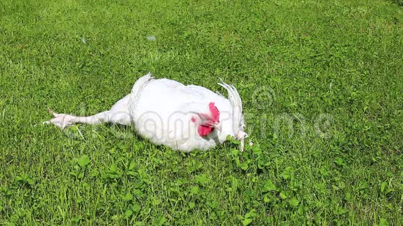 在草坪上受伤的病鸡录像视频的预览图