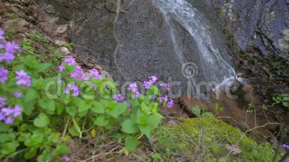 小瀑布有很多植被视频的预览图