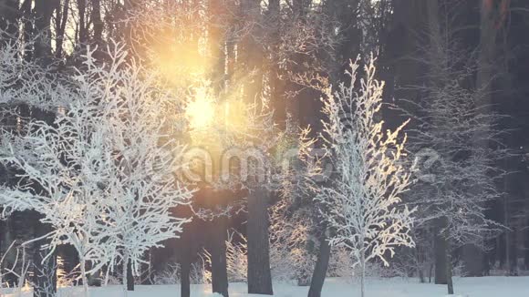 冬林日落阳光透过冬树照射冬天的太阳下山了视频的预览图