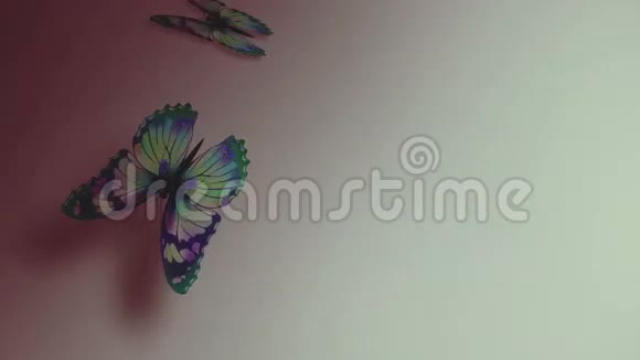 白色背景下的蝴蝶降落阿尔法频道视频的预览图