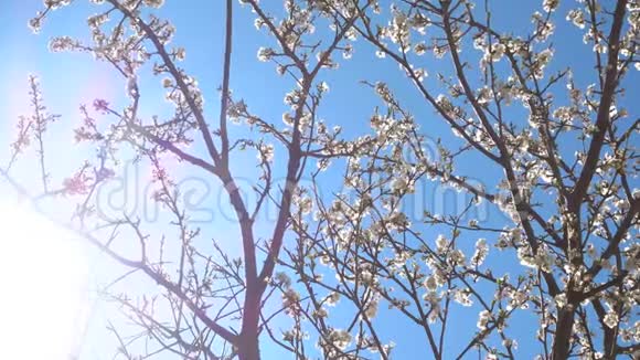 在美丽的晴天绽放樱桃树视频的预览图