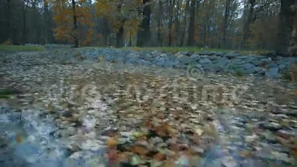 秋天公园里的池塘满是落叶视频的预览图