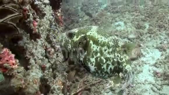 厚腹鱼以珊瑚礁为食视频的预览图