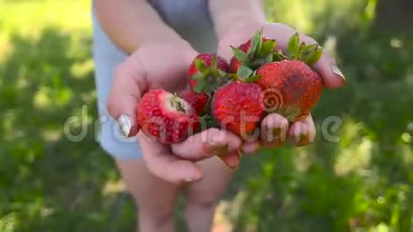 花园里女孩手中的新鲜草莓视频的预览图