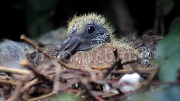 新出生的鸽子宝宝在巢里视频的预览图