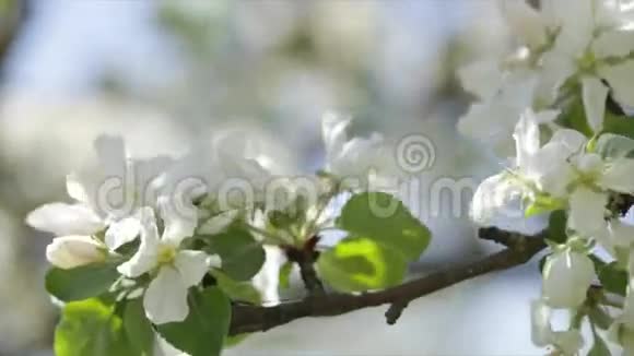 春天的花在苹果树上摄像机沿着线移动视频的预览图