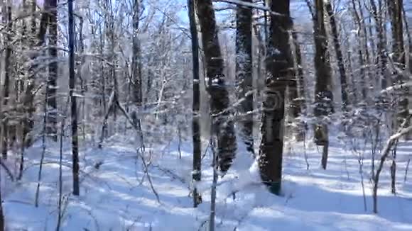 冬天的森林景观树上有雪视频的预览图