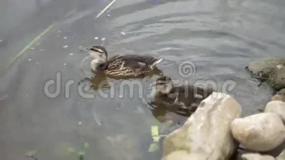 阴天有三只鸭子在池塘里游泳视频的预览图